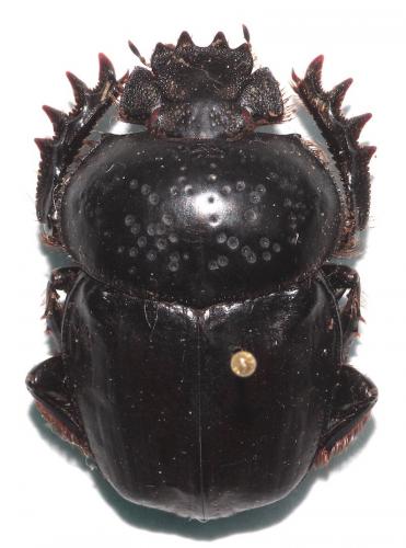 Scarabaeus semipunctatus